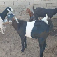 فروش پازن گوشتی