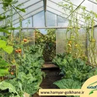 در مورد گلخانه صیفی جات راهنمایی میخوام