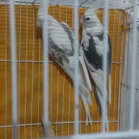 عروس هلندی آلبینو دوکت مولدضمانتی ۱۰۰٪|پرنده|تربت جام, امام|دیوار