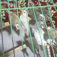 فنچ