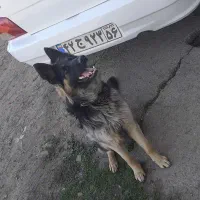 سگ ژرمن شپرد