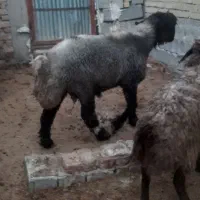 شیشک قوچ بختیاری