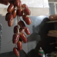 سنجد تازه و تو پر