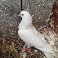 کبوتر سر بریدنی