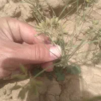 کار در منزل