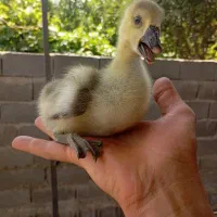 جوجه قوغاز آفریقایی ۱۰ روزه