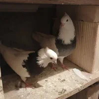 کفتر|پرنده|تبریز, |دیوار