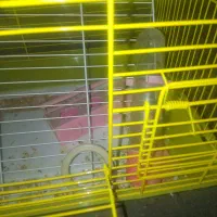 قفس سالم|لوازم جانبی حیوانات|ارومیه, |دیوار