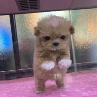 سگ پودل مالتیز ۶۵۰۰