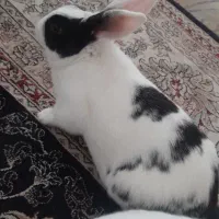 خرگوش|موش و خرگوش|مشهد, سیس‌آباد|دیوار