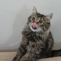 گربه بریتیش ماده|گربه|کرج, عظیمیه|دیوار