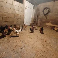 ۲۰تا مرغ کوردی تخم گذار