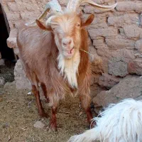 بزغالع نر سانن فروشی