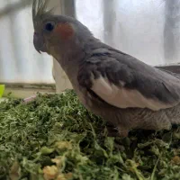 عروس هلندی gomshode
