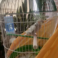 عروس هلندی|پرنده|اصفهان, قهجاورستان|دیوار