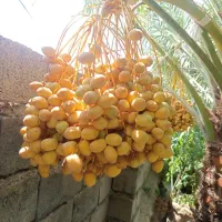 خرما خارک|خوردنی و آشامیدنی|تهران, دروس|دیوار