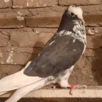 کبوتر|پرنده|نظرآباد, رسالت|دیوار