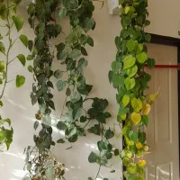 گلهای اویزی فروشی|فعالیت داوطلبانه|بناب, |دیوار