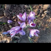 کارگر زعفران جمع کردن چناران گلبهار نوبهار و اطراف