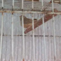 فنج اورنج فول کینگ|پرنده|بندرعباس, |دیوار