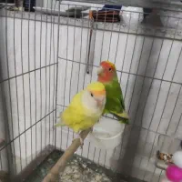 کوتوله و عروس هلندی