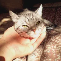 گربه Dsh|گربه|قم, شاه ابراهیم|دیوار