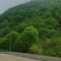 جنگل و طبیعت گردی