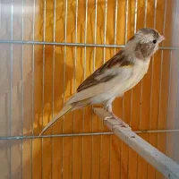 قناری نر