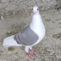 کبوتر دم سفید