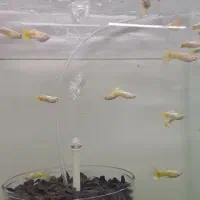 گوپی در انواع نژاد|ماهی|هشتگرد, شهرک اقدسیه|دیوار