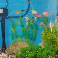 اکواریوم شیشه خم 60سانتی