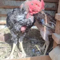 خروس و مرغ لاری