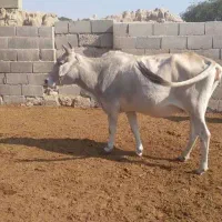 فروش گوساله نر و یک راس گاو ماده آبستن|حیوانات مزرعه|بندرعباس, |دیوار
