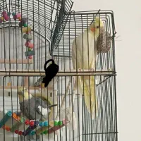 عروس هلندی و قفس ولوازم|پرنده|جلگه رخ, |دیوار