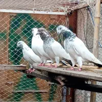 نسل برتر کبوتر