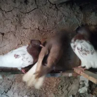 کله سرخ|پرنده|تربت‌حیدریه, پائین ولایت|دیوار