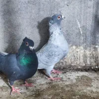 کفتر نقره‌ای