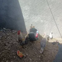 بوقلمون محلی و خروس