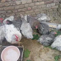 مرغ امروک