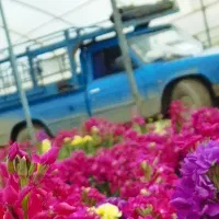 وانت بار کرایه ای نیسان بار حمل بار وانت بار