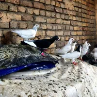 تعدادی کبوتر