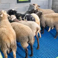 بره قوچ