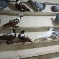 ککیلی دوبر گیلانده|پرنده|اردبیل, |دیوار