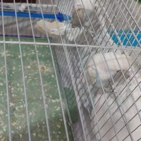 طوطک برزیلی(فیشر)|پرنده|مرند, |دیوار