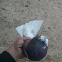 کبوتر|پرنده|چرداول, |دیوار