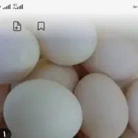 تخم بوقلمون