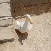 اردک|پرنده|فاروج, |دیوار