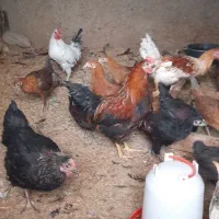 خروس محلی جوان