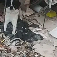 واگذاری سگ شیواوا