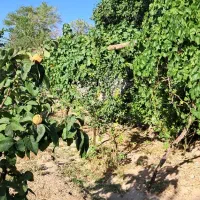 باغ  دهسراج با امتیازات حسین اباد